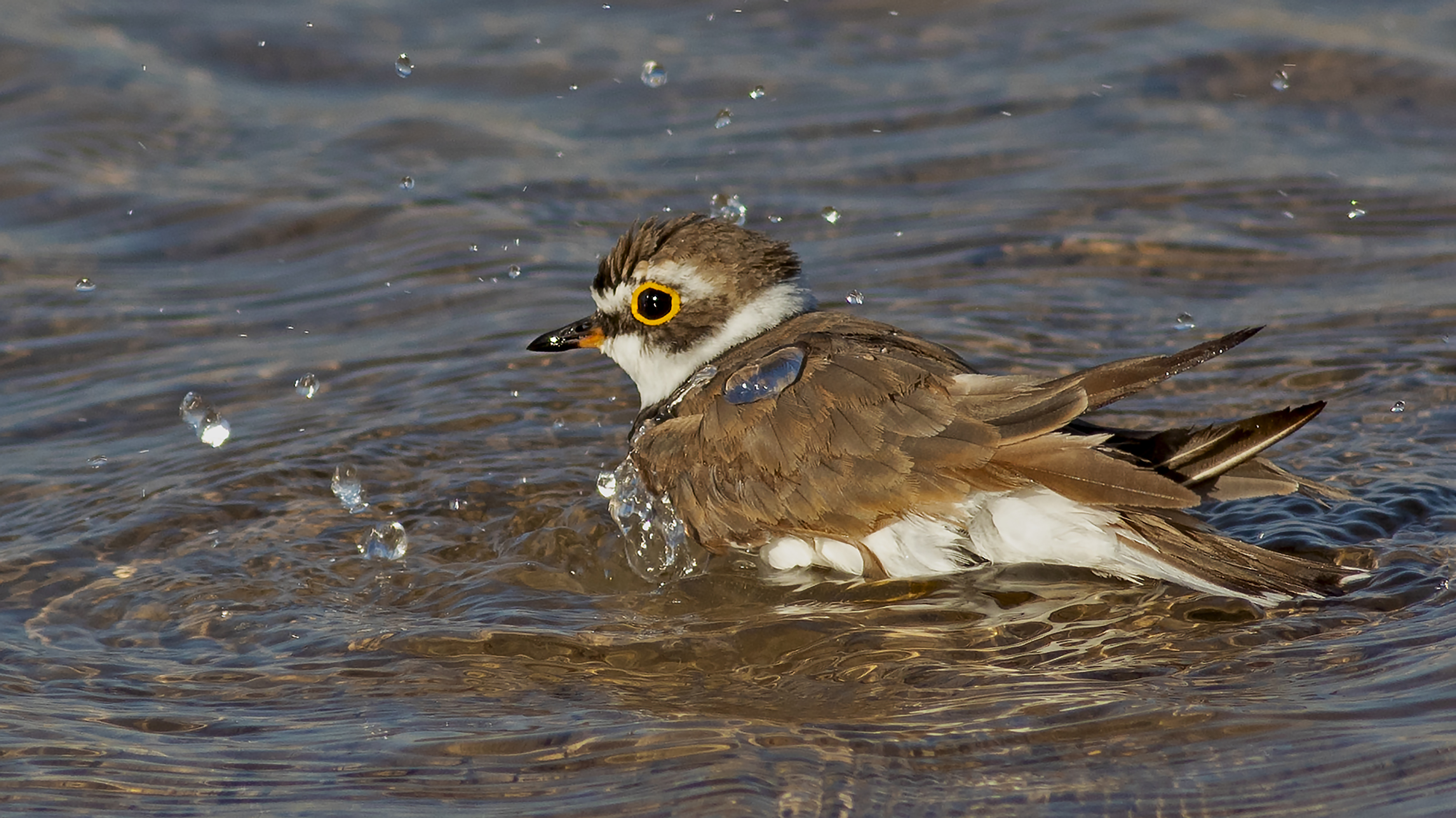 Little Ringed Plover
